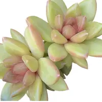 迷雾泡泡(多肉植物)满19.9包邮 云南基地源头直发新手好养