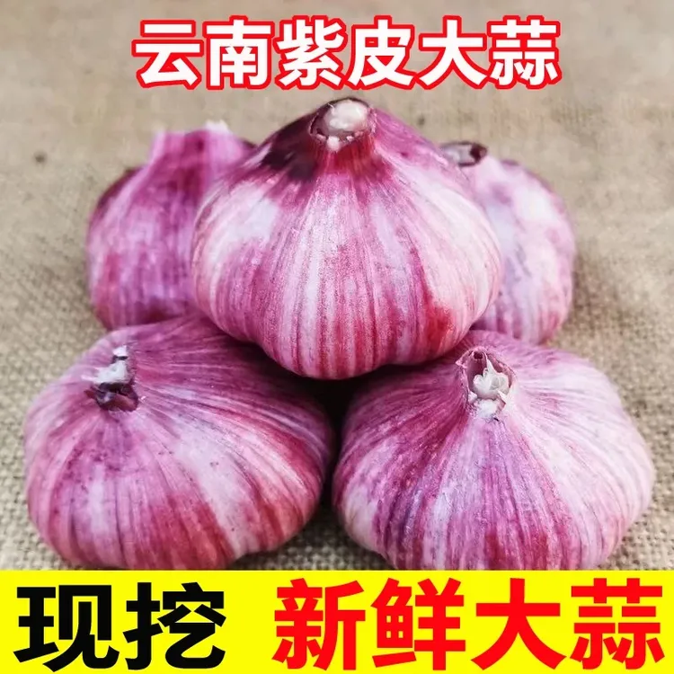 【现挖鲜蒜】云南正宗紫皮多瓣大蒜新鲜湿蒜辛辣饱满调味可泡糖蒜商品图