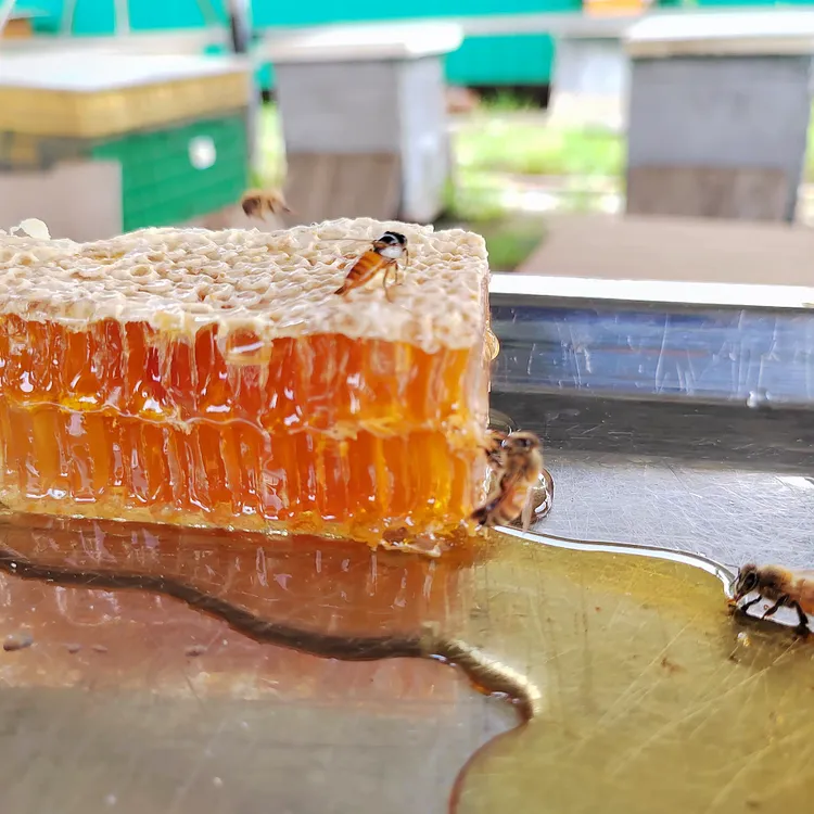 陈宜斗蜂巢蜜自然成熟纯农家天然野生深山土蜂蜜曲阜尼山