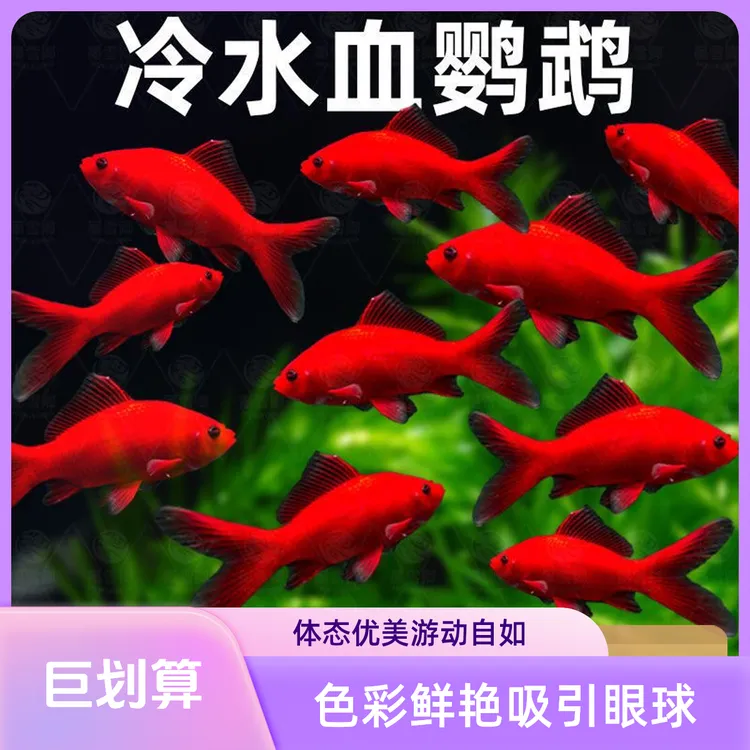 冷水血鹦鹉招财小金鱼苗红草金冷水鱼好养耐活观赏鱼锦鲤活鱼淡水