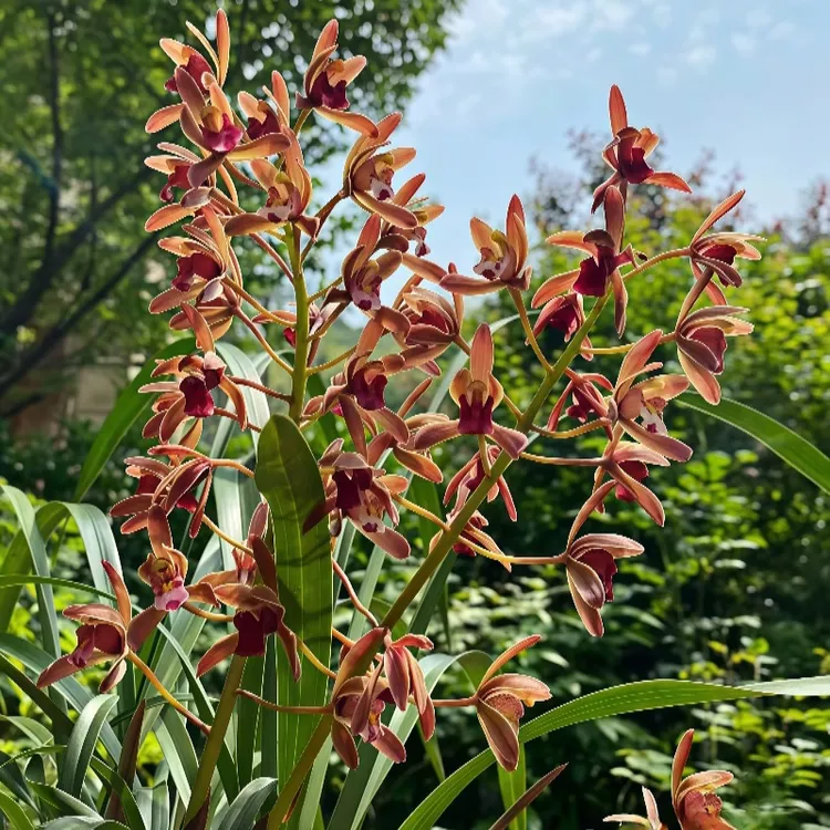 【蜜蜂兰】浓香型兰花 兰花苗 招蜂引蝶好好帮手满满的香气