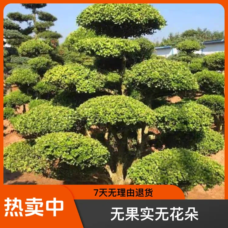 精品黄杨盆景瓜子黄杨造型树室内外景观绿植