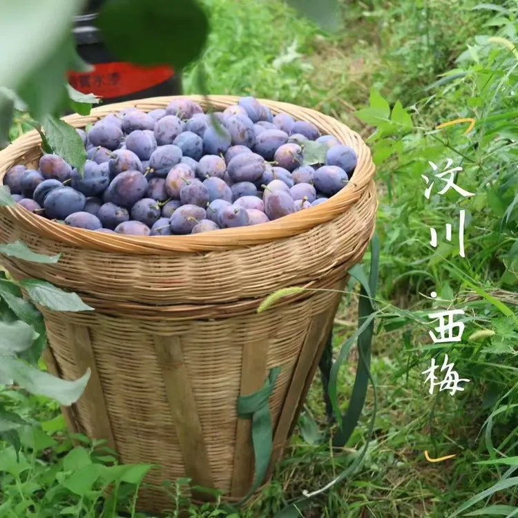 汶川高原西梅 现摘现发 新鲜应季 孕妇 宝宝辅食 5斤包邮
