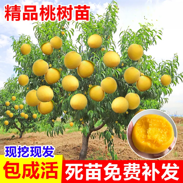 桃树果苗黄桃鹰嘴桃油桃冬桃盆栽地栽嫁接苗南方北方种植当年结果