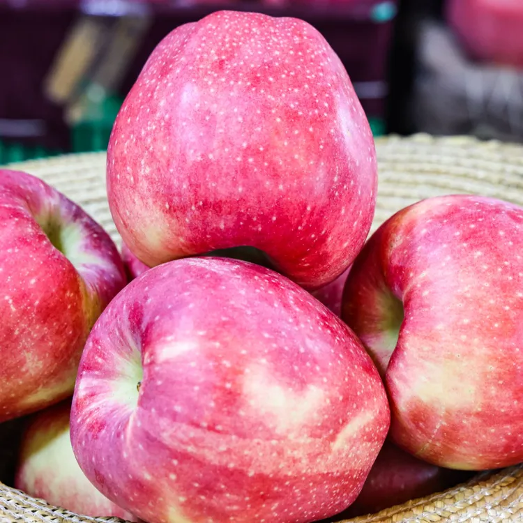 甘肃庆阳早熟新品中秋王苹果皮薄脆甜多汁新鲜采摘产地直发