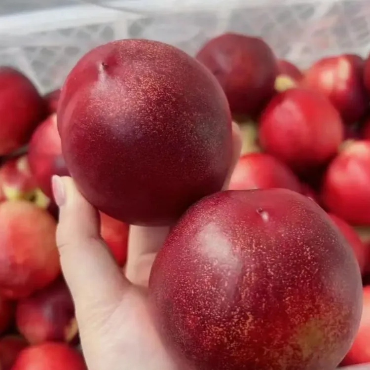 嫁接桃树苗早熟新品种油桃苗大果脆甜盆栽地栽南北方种植果树果苗