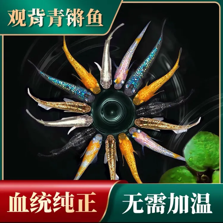 观背青鳉冷水迷你淡水观赏群养不加温不打氧好养活广温0至40度