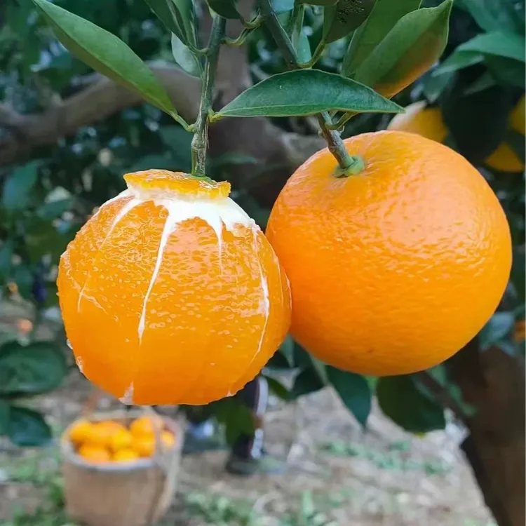 【钢妮专属】湖北宜昌秭归脐橙九月红果冻橙5/9斤新鲜现摘现发/坏果包赔