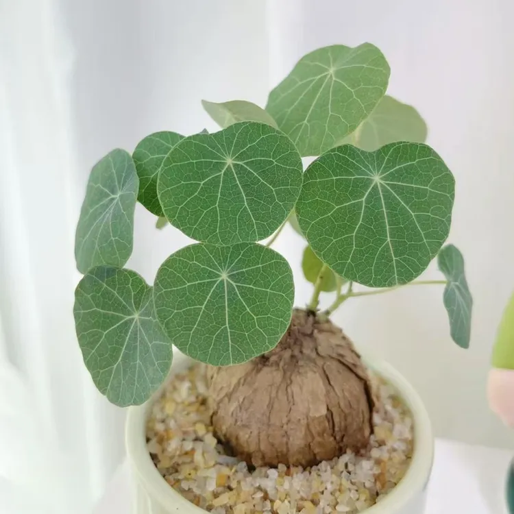 2【懒人必备】山乌龟金不换植物盆栽红藤圆叶懒人绿植爬藤观叶室内