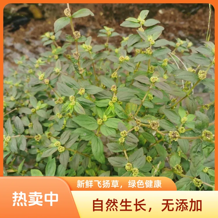 新鲜飞扬草 野生大飞扬节节花 白乳汁草中草药现采肤痒洗澡通少乳