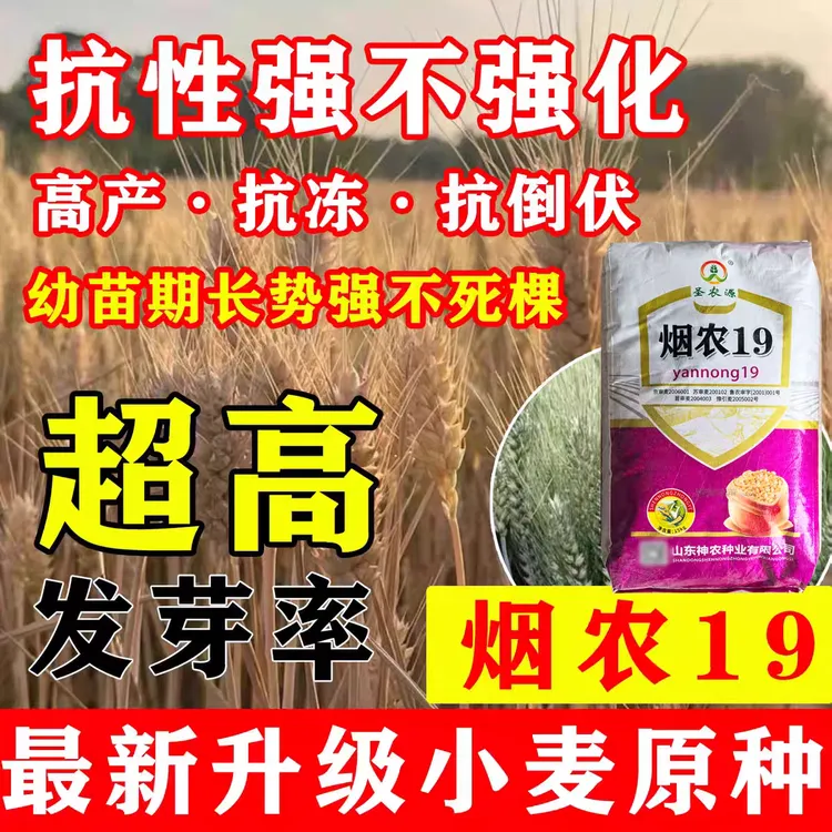 烟农19种子优质穗大高产原装正品矮杆抗倒伏性强抗病种子当季新种
