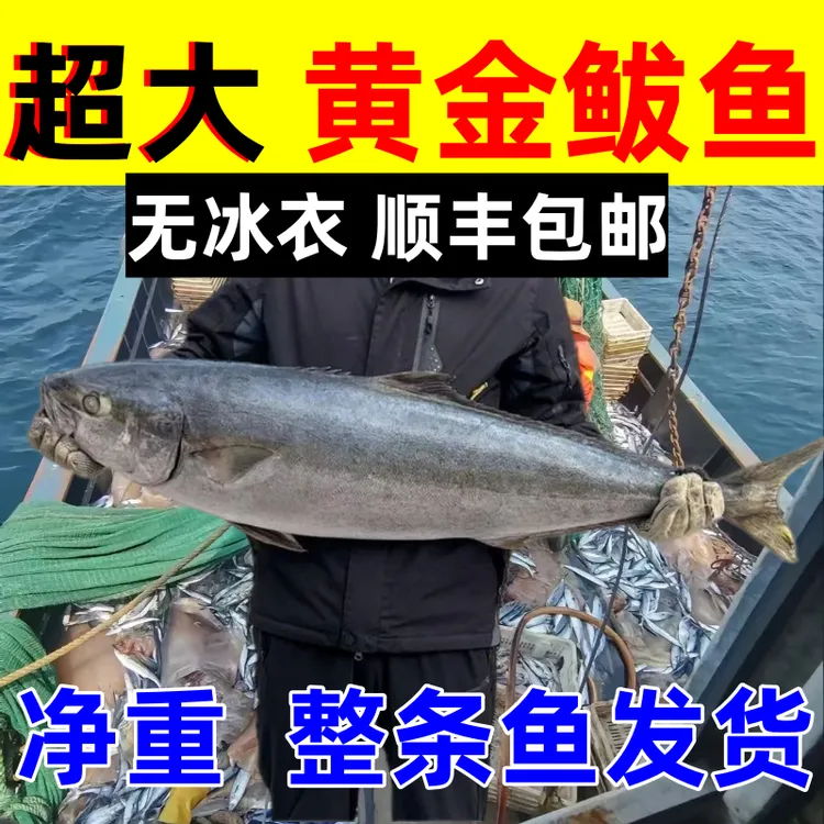 【顺丰包邮】黄金鲅鱼新鲜特大黄金鲅鱼特大号送礼整条新鲜活鱼冷冻