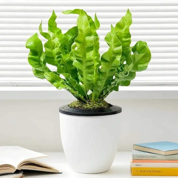 鸟巢蕨办公室书桌桌面懒人盆栽绿植带盆室内观叶店铺植物摆件套盆