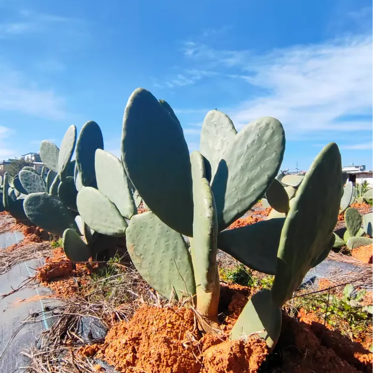 宝塔仙人掌种植叶片云钻仙人掌滇红仙人掌种植叶片不带根仙人掌科