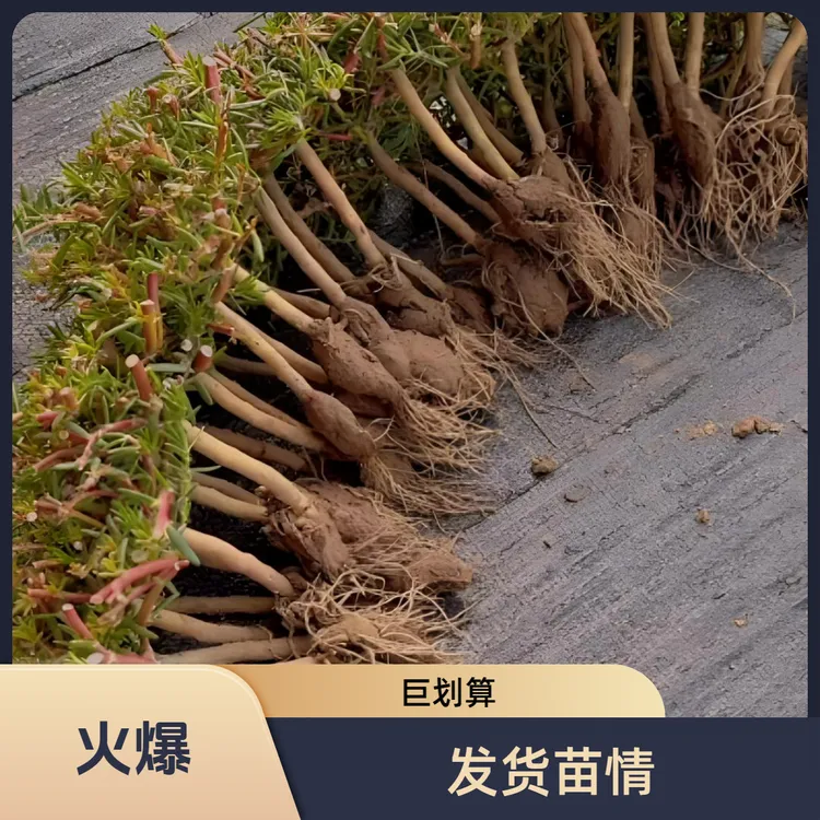 太阳花老桩多年生耐热花卉阳台庭院四季开花商品图