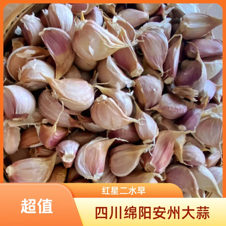 四川绵阳安州大蒜{二水早}紫皮蒜瓣苔蒜食用蒜香味浓郁辛辣味足