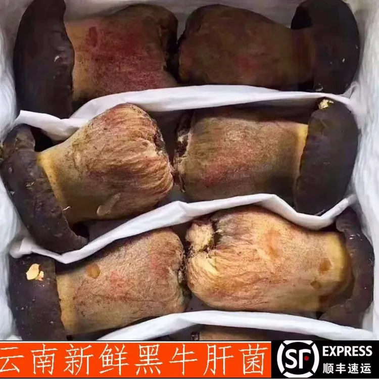 新鲜牛肝菌正宗云南特产香格里拉蘑菇山珍500g食用菌