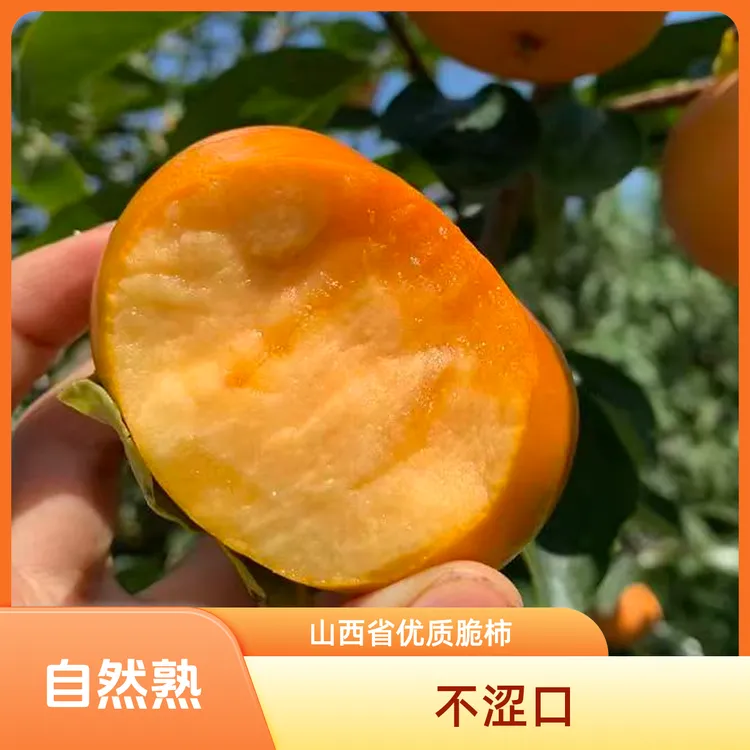 【现摘现发】山西运城阳丰巧克力脆柿子果园直发新鲜孕妇水果整箱L