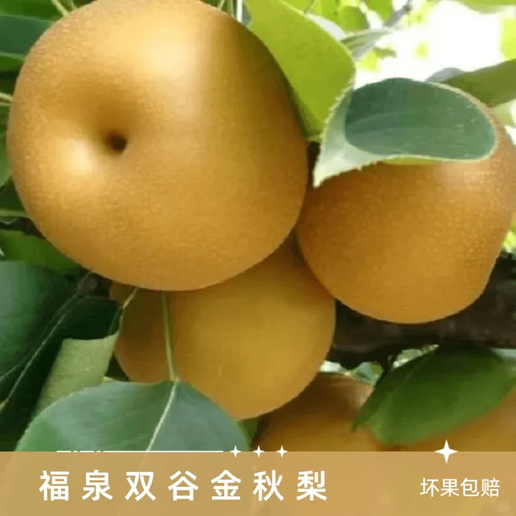 贵州黔南福泉梨新鲜现摘现发脆甜多汁当季水果