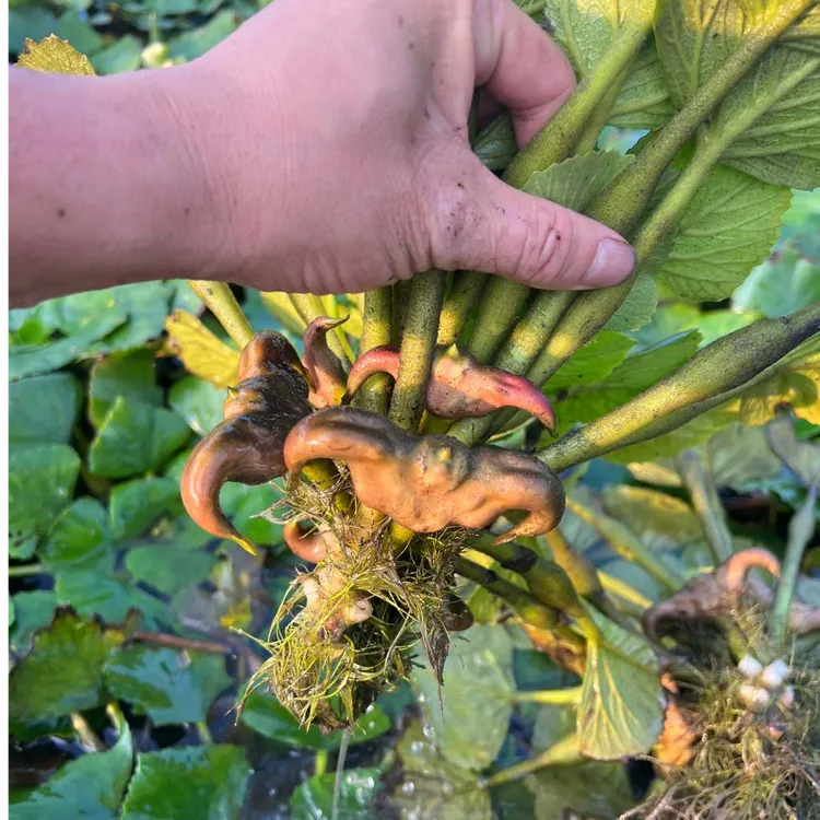 青菱角苗老菱角种子苗池塘水生植物菱角苗种植青菱角种苗改善水质