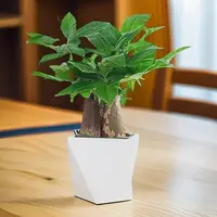 三杆发财树盆栽易活植物室内客厅小盆景四季常青内盆栽花卉康