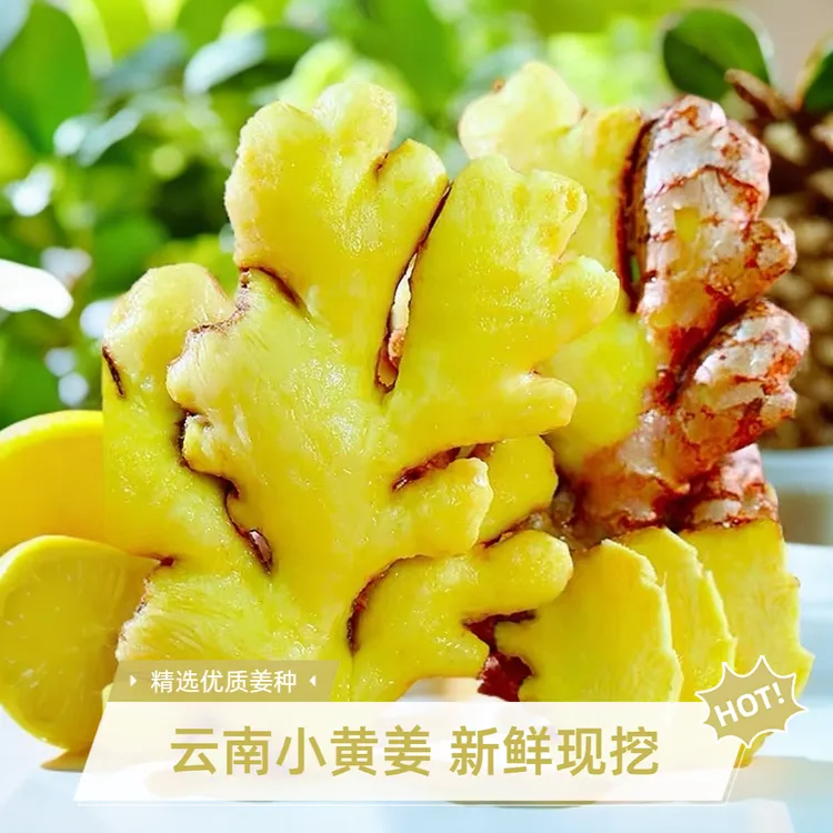 云南小黄姜老姜生姜香味浓郁山地种植新鲜直发 
