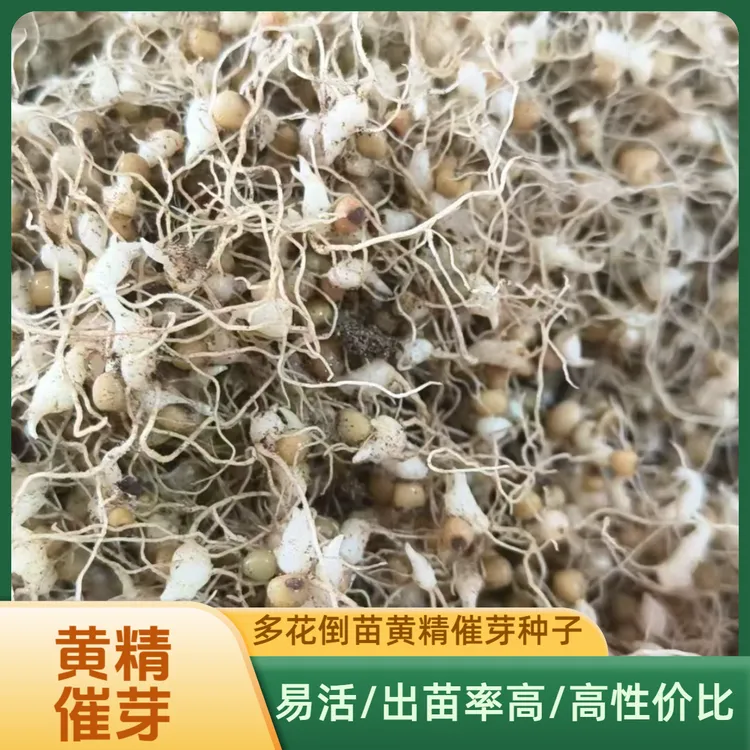 多花姜型倒苗黄精催芽种芽 药典黄精种芽幼芽产量大含量高易管理