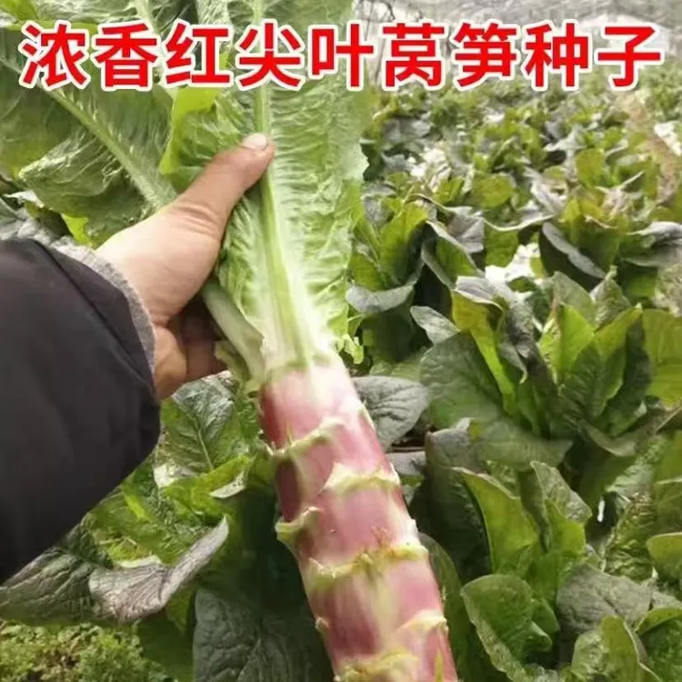 红皮挂丝莴笋种子香丝红耐高温耐寒香蔬菜种子大全莴苣种籽