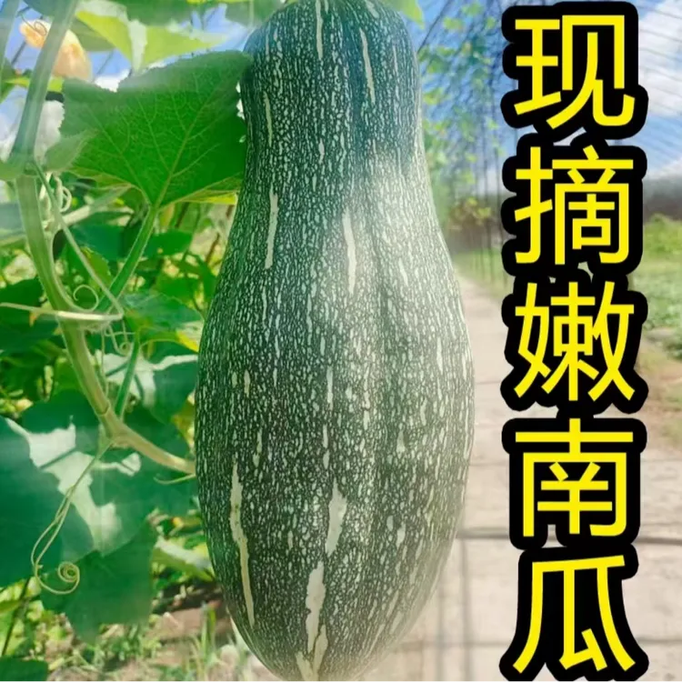湖南本地应季当季新鲜绿色嫩南瓜