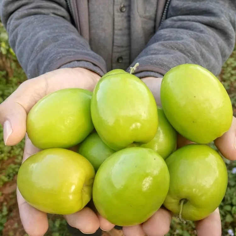 云南新鲜牛奶青枣产地现摘脆甜多汁自然生长水果