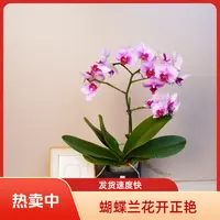 悠花里蝴蝶兰【宝贝】全花开花珠发货