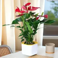 CZ精品水土培红掌盆栽风顺花卉植物室内好养绿植四季开花客厅