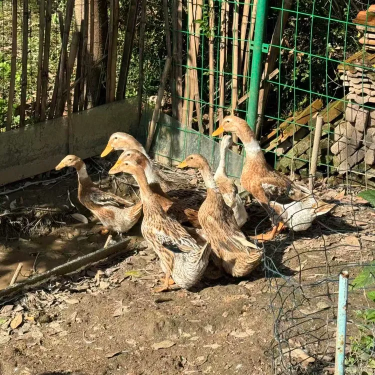 崇明土鸭白羽鸭子　活杀冰鲜　林地散养2年　3斤左右