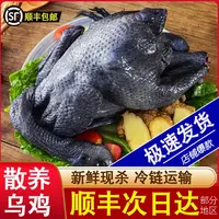 乌鸡新鲜现杀冷冻土鸡农家散养老乌鸡母鸡月子鸡煲汤整只乌骨鸡