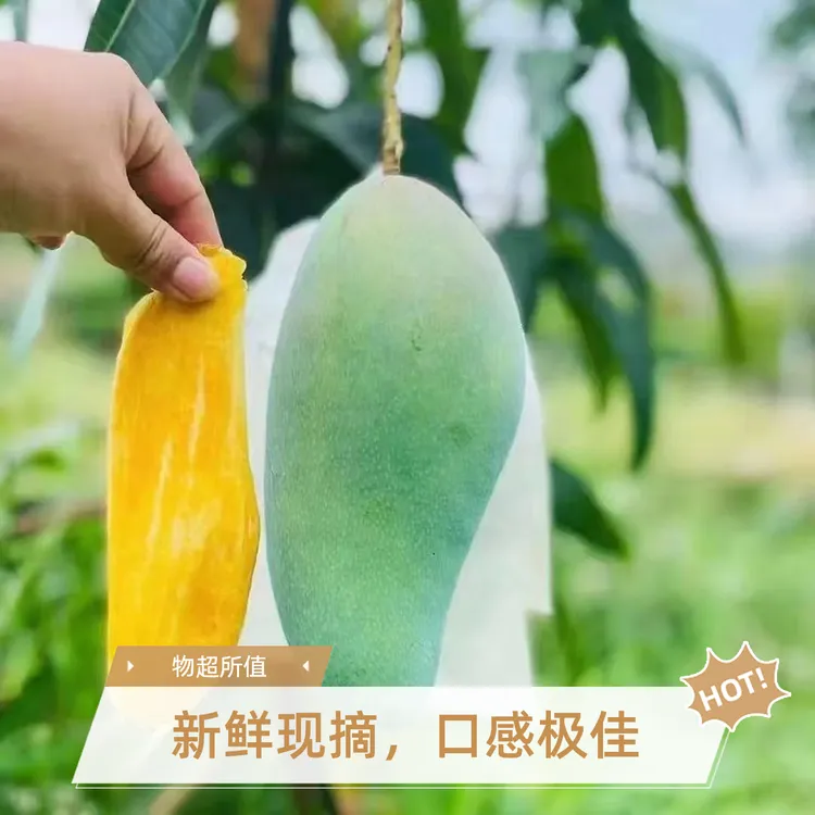 正宗大青芒徐闻新鲜当季水果皮薄肉厚香甜多汁现摘现发10斤包邮