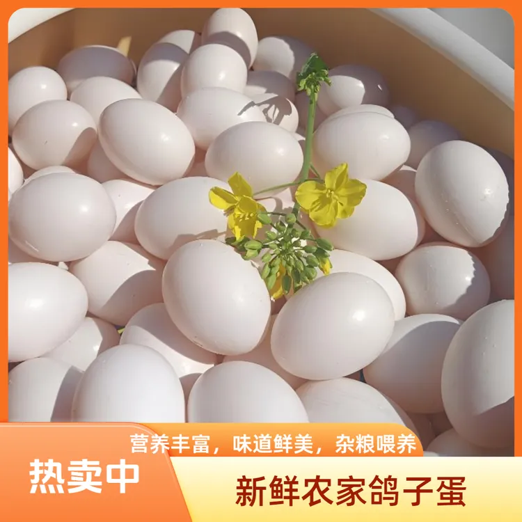 新鲜鸽子蛋农家杂粮喂养鸽子蛋农场直发