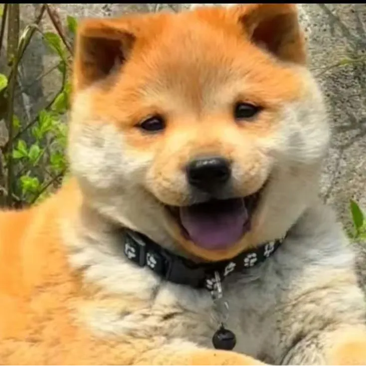 广西田园犬五黑土松黄狗白面一物一拍不包邮