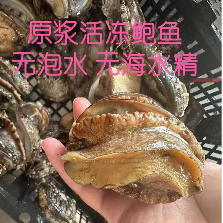 活冻大鲍鱼8头左右不浸泡活鲜速冻8个一包到手2包16只