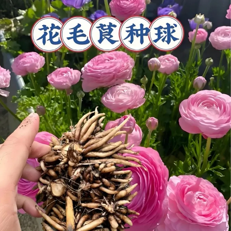 【混色花毛茛种球】家庭阳台小院四季种植盆栽地栽易种易活