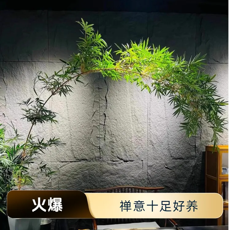 茶室竹子盆景苔藓小叶簕竹水培摆放禅意好养茶桌盆栽小弯飘绿植