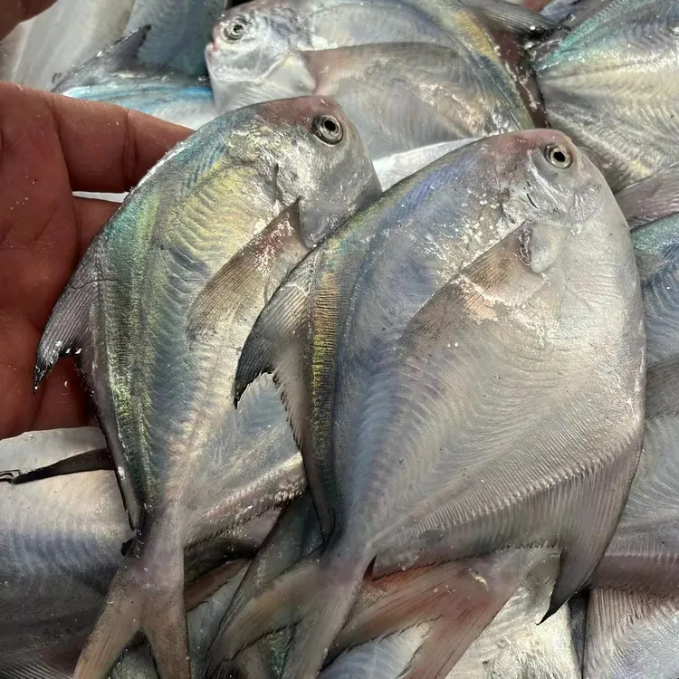 银鲳鱼  鲳鱼 平鱼  净重4斤 一斤一包 发4包 顺丰包邮 坏单必赔