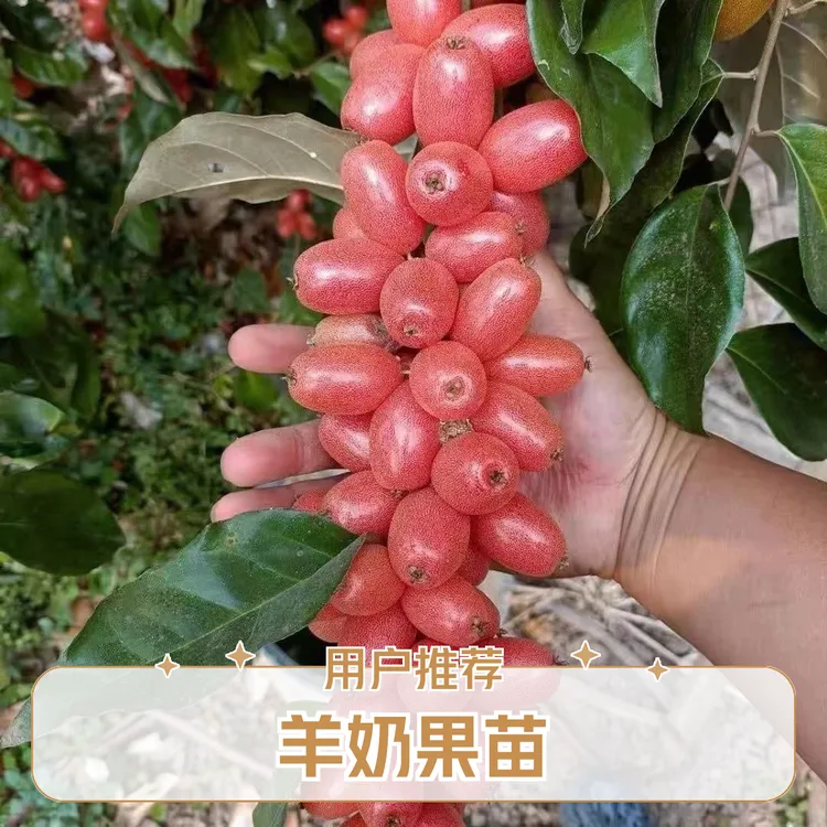 正品羊奶果胡颓子苗特大果德甜矮化南北方盆栽地栽常绿观赏果树