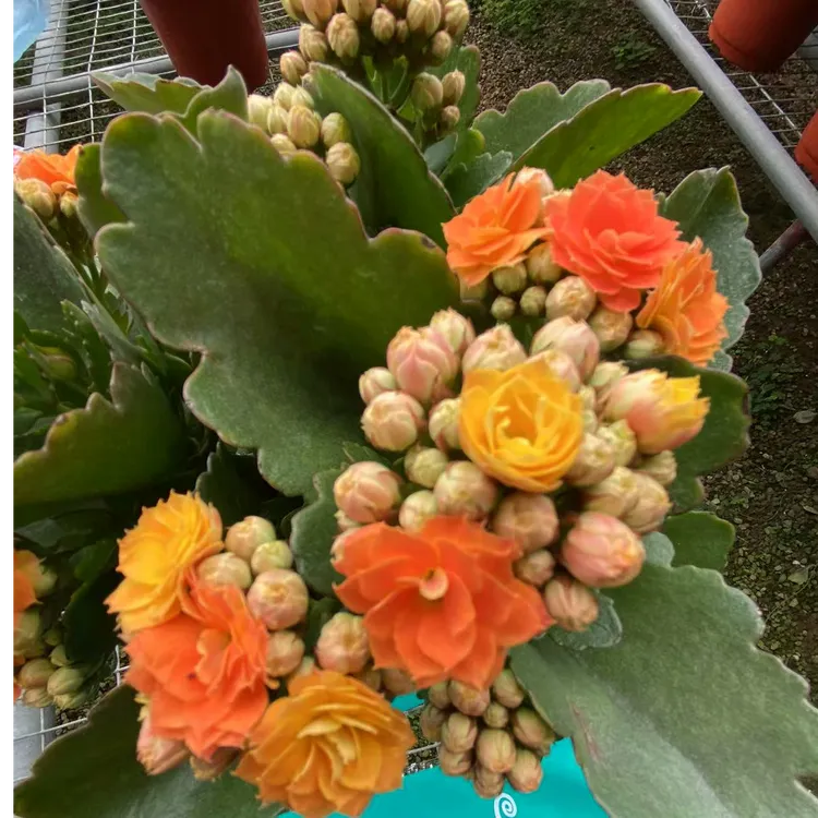 长寿花140盆原盆发货一盆三棵只包开箱损