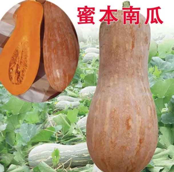 【蜜本南瓜种子子】家庭阳台小院盆栽地栽四季种植