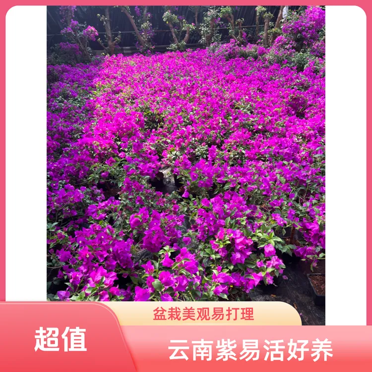 云南紫盆栽好养活 修剪土球发货