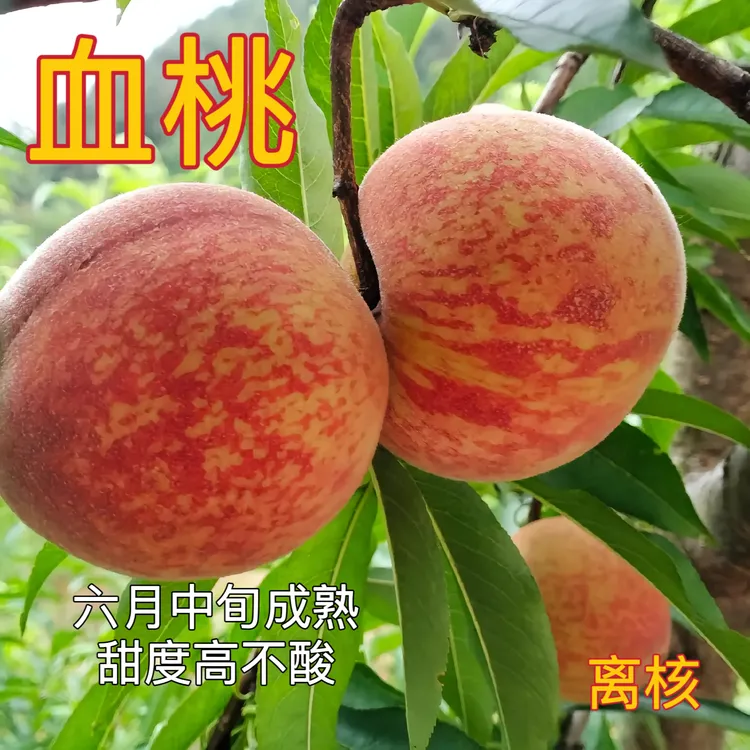 中华血桃树嫁接苗南北方种早熟血桃树果苗盆栽地栽结果苗猪血桃树