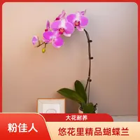 悠花里蝴蝶兰【粉佳人】（3.0-3.5寸）全花开花珠发货