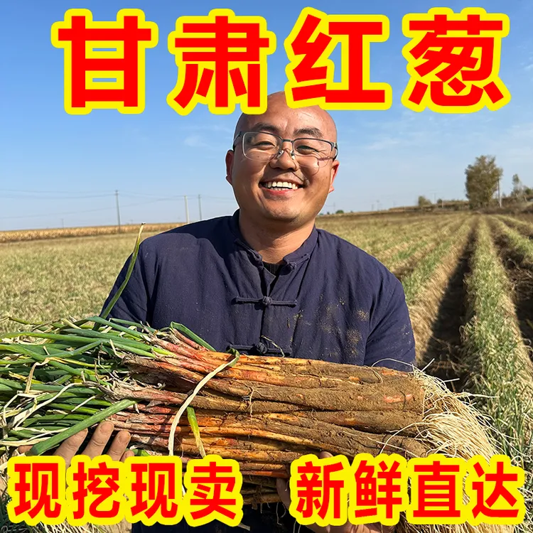 甘肃产地新鲜红皮红葱味浓适合炒菜煮肉可栽植鸡腿葱大葱陕北红葱