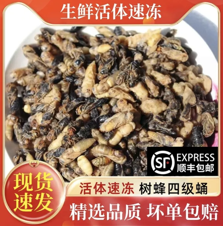 蜂蛹树蜂蜂蛹四级七里蜂马蜂黄脚蜂蜂蛹新鲜速冻食用昆虫生鲜昆虫