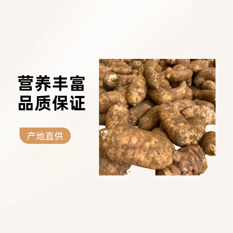 云南昭通小草坝天麻